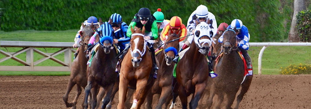 Horses in a derby